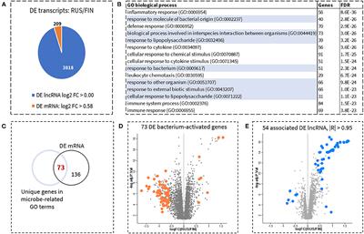 Epigenetic Differences in Long Non-coding RNA Expression in Finnish and Russian Karelia Teenagers With Contrasting Risk of Allergy and Asthma